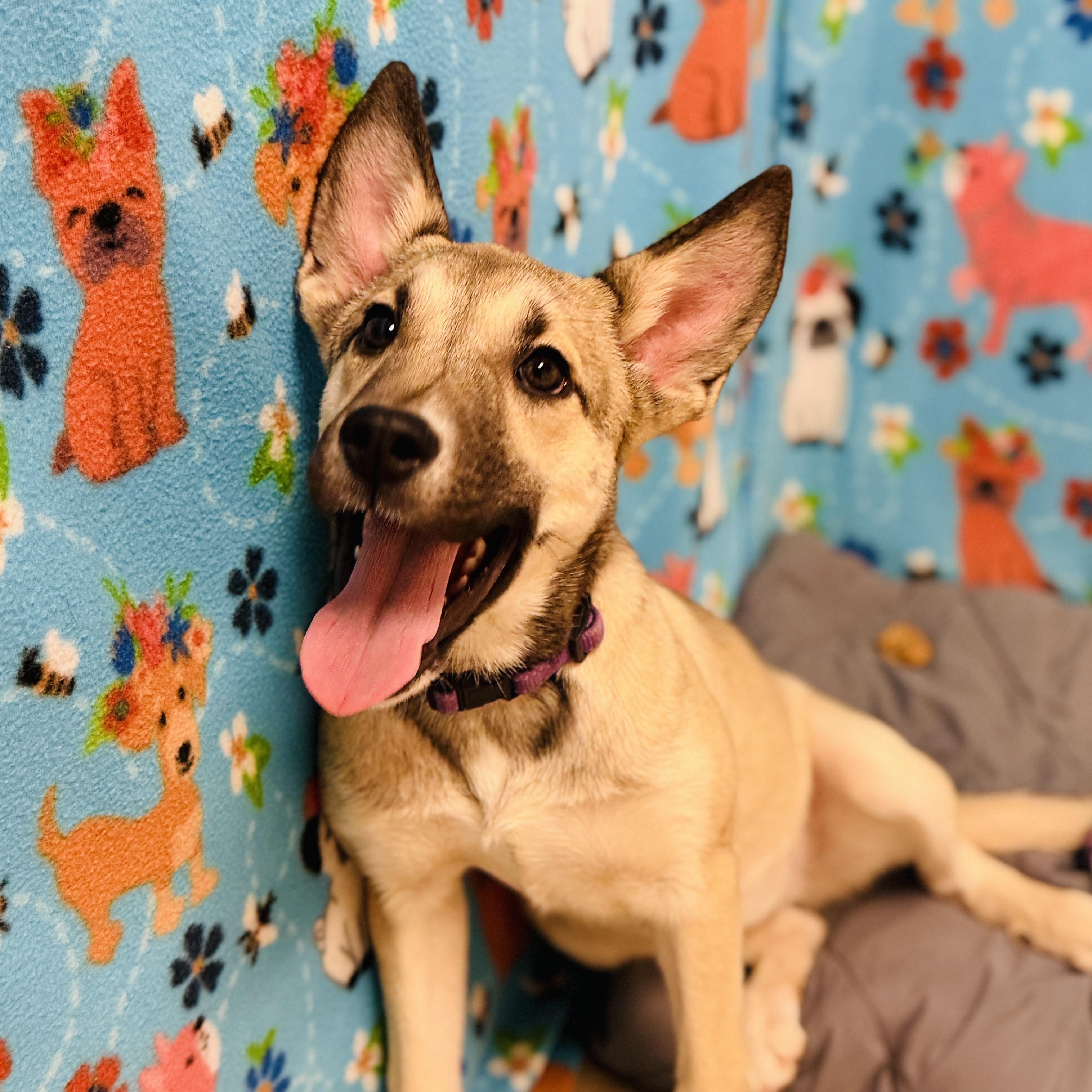 Stripes, an adoptable Shepherd in ALPINE, TX, 79830 | Photo Image 1