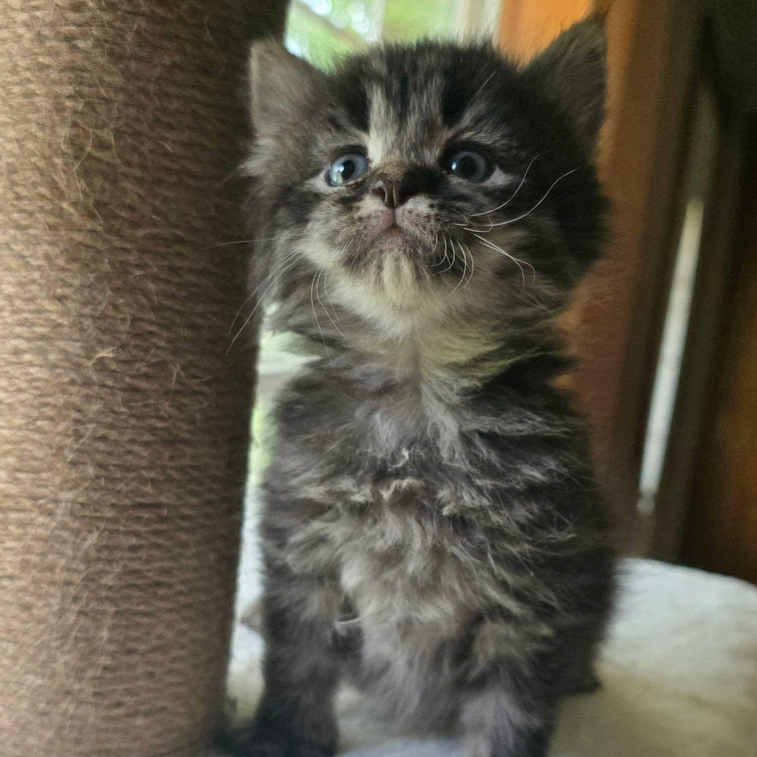 Lulu, Adopted, Kitten Female Domestic Long Hair.