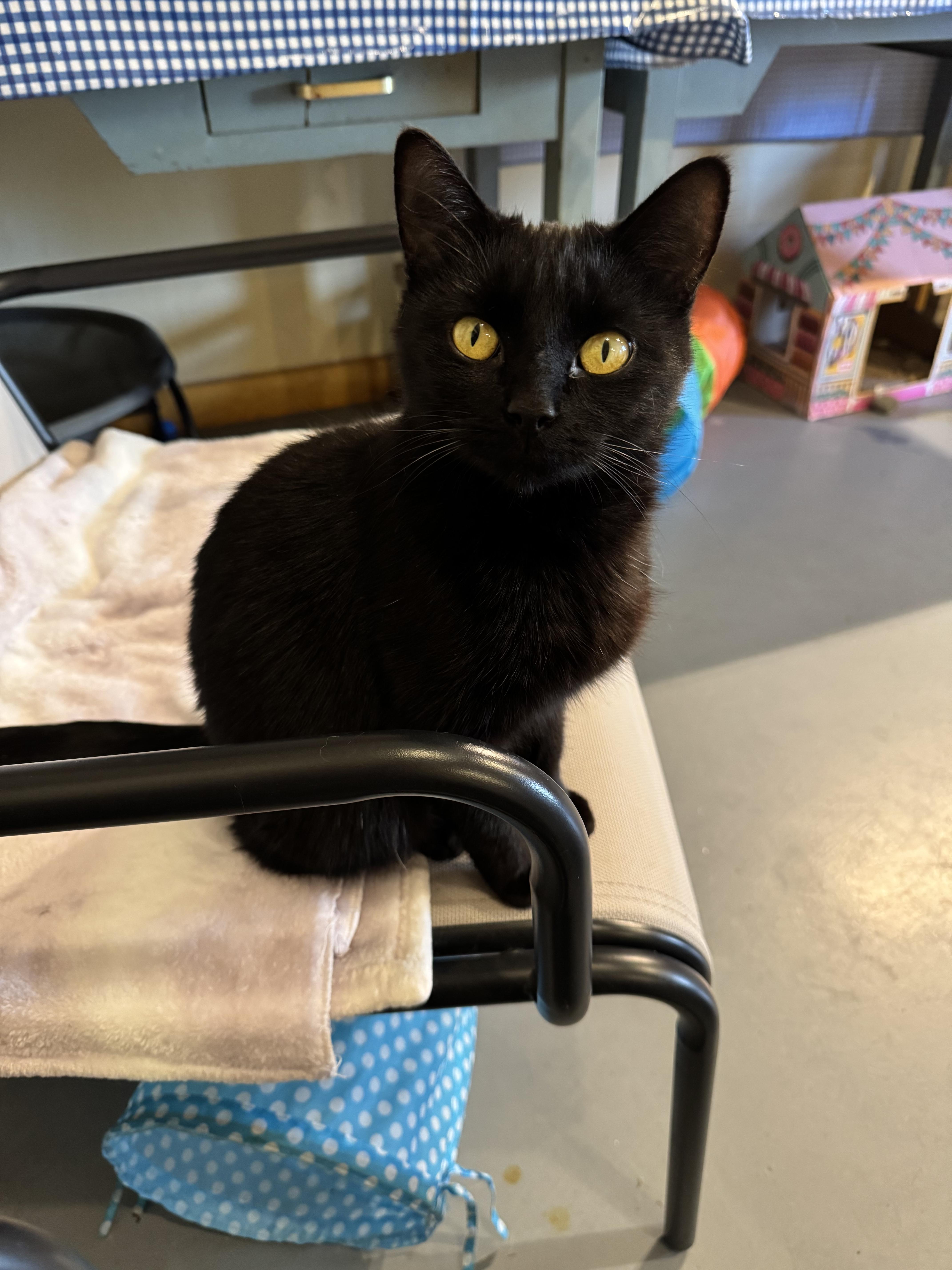 Maci, Adoptable, Young Female Domestic Short Hair.