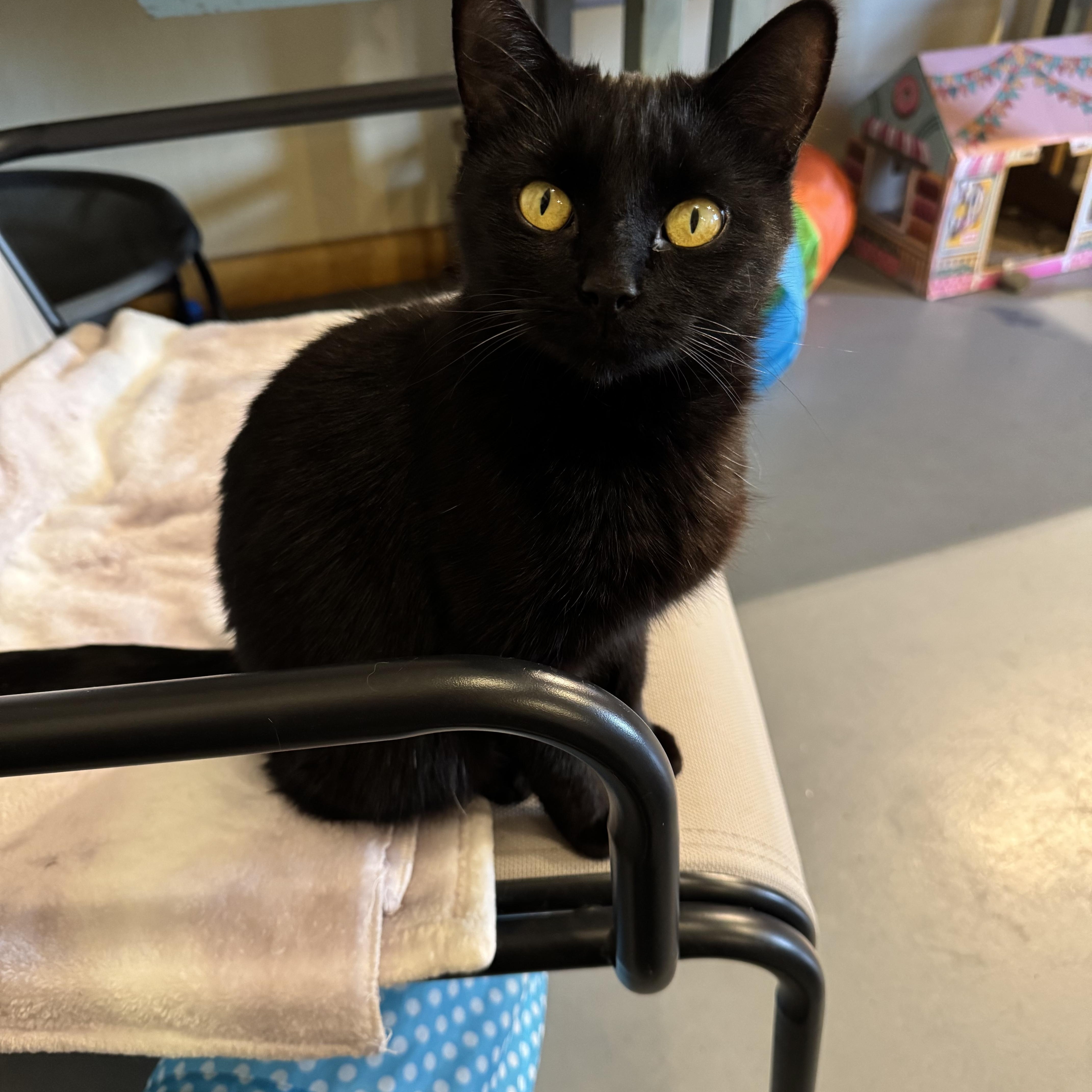 Maci, a Adoptable Domestic Short Hair in Belding, MI image 2/3