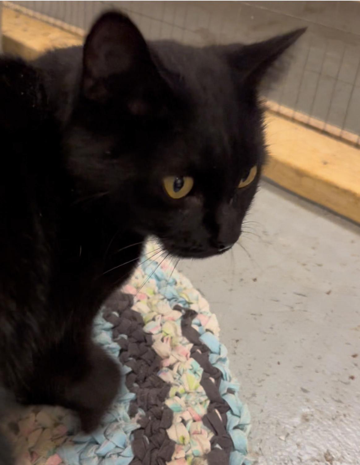 Maci, Adoptable, Young Female Domestic Short Hair.