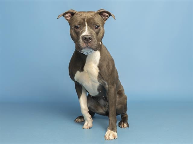 Enlarge OPHELIA, a Adoptable mixed breed in Phoenix, AZ image 1/1