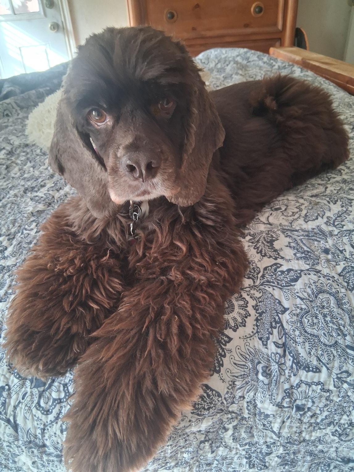 Enlarge Rollo, a Adoptable Cocker Spaniel in Plano, TX image 3/5