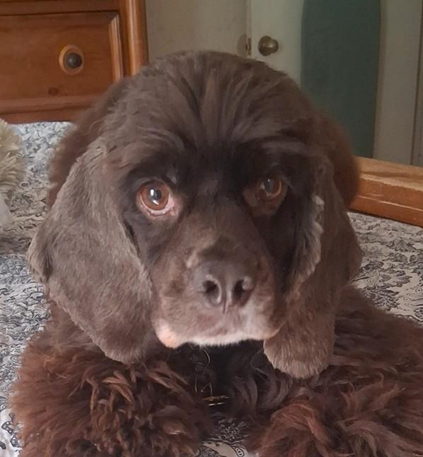 Enlarge Rollo, a Adoptable Cocker Spaniel in Plano, TX image 1/5