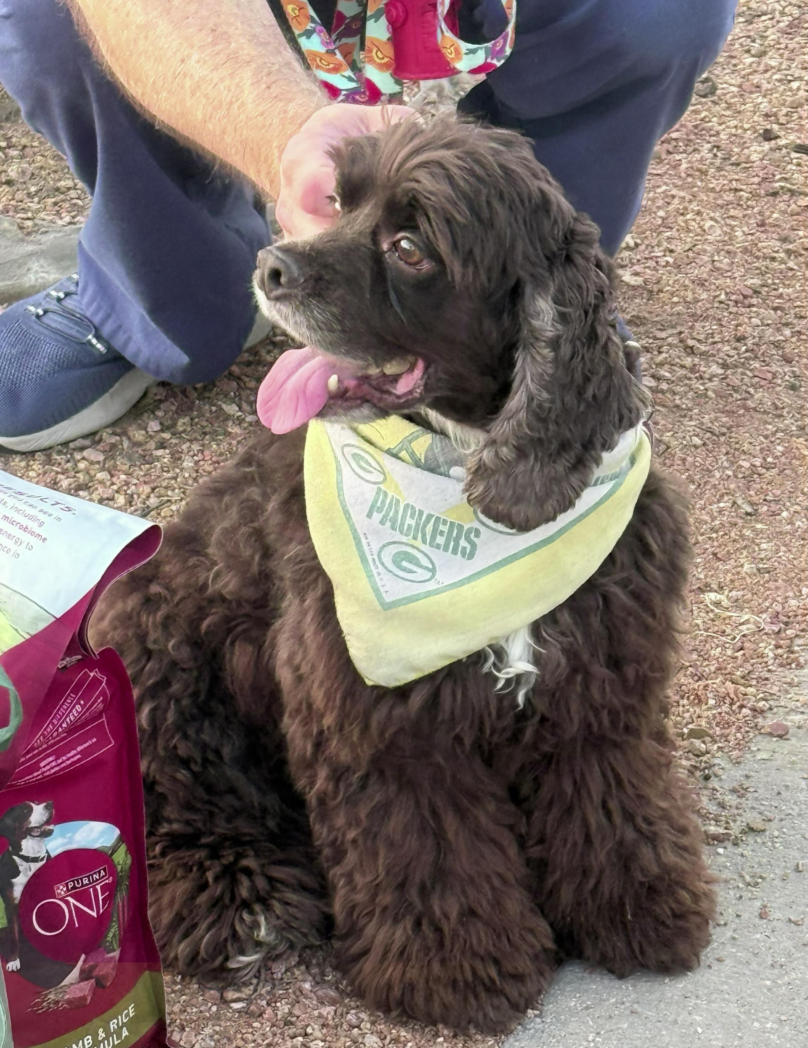 Enlarge Rollo, a Adoptable Cocker Spaniel in Plano, TX image 2/5