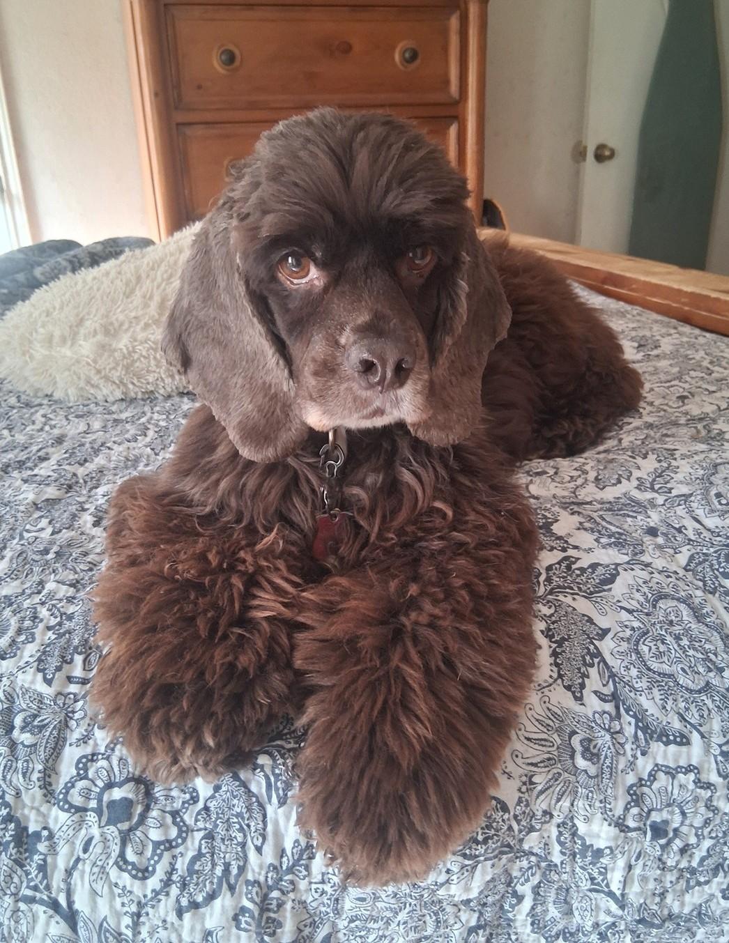 Enlarge Rollo, a Adoptable Cocker Spaniel in Plano, TX image 5/5