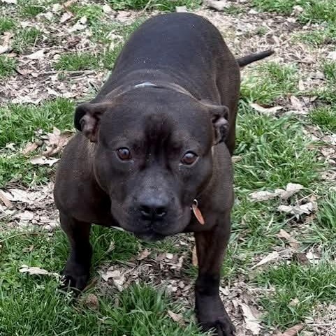 Boogie — thumbnail 2