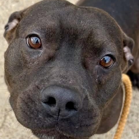 Boogie — thumbnail 3