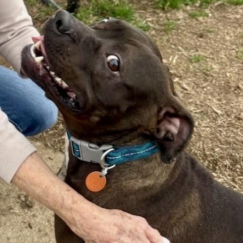 Boogie — thumbnail 4