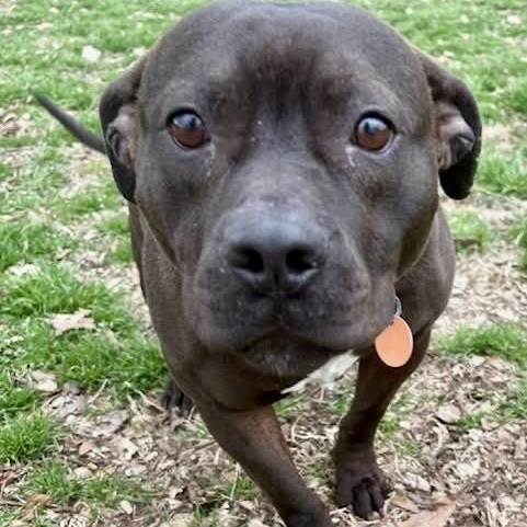 Boogie — thumbnail 6