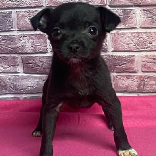SparkPlug, Adoptable, Puppy Female Chihuahua & Mixed Breed.