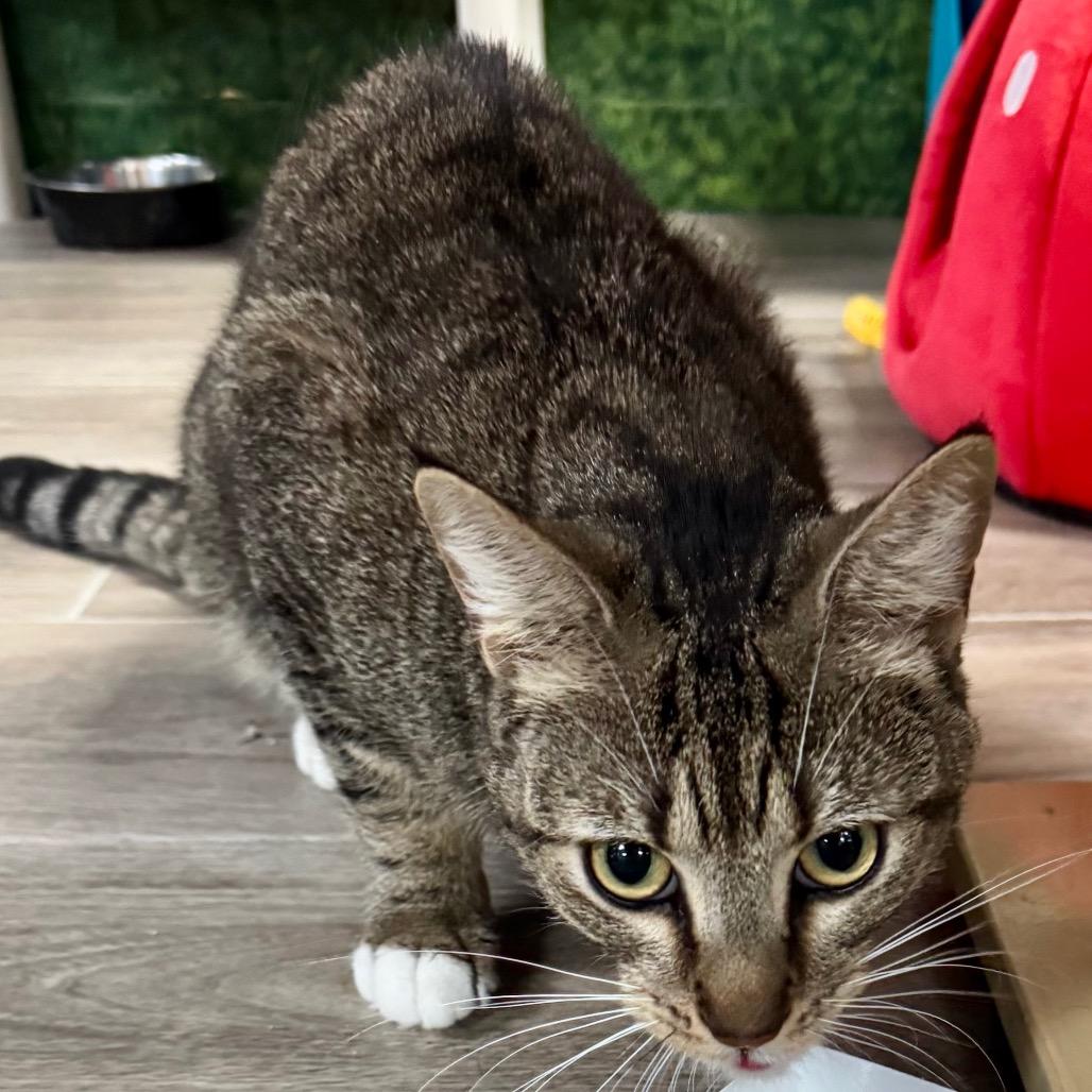 Watson — thumbnail 2