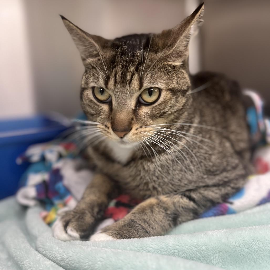 Watson — thumbnail 3