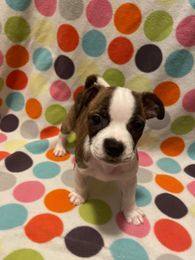 MCKENNA ANDREA - Adopted!!, a Adoptable Boston Terrier in Spring, TX image 1/2