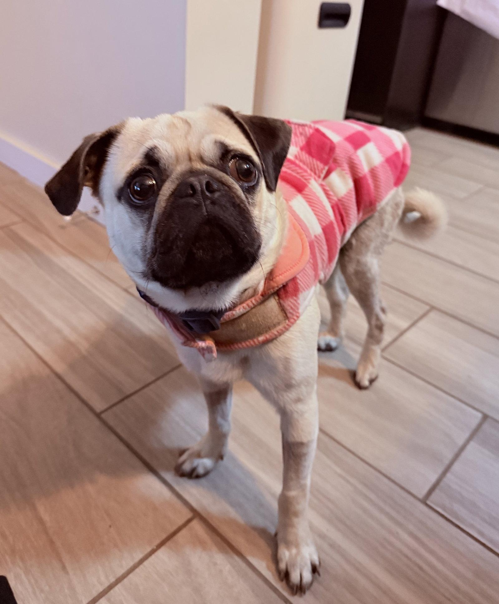 Enlarge Pugsley, a Adopted Pug in Davis, CA image 2/3