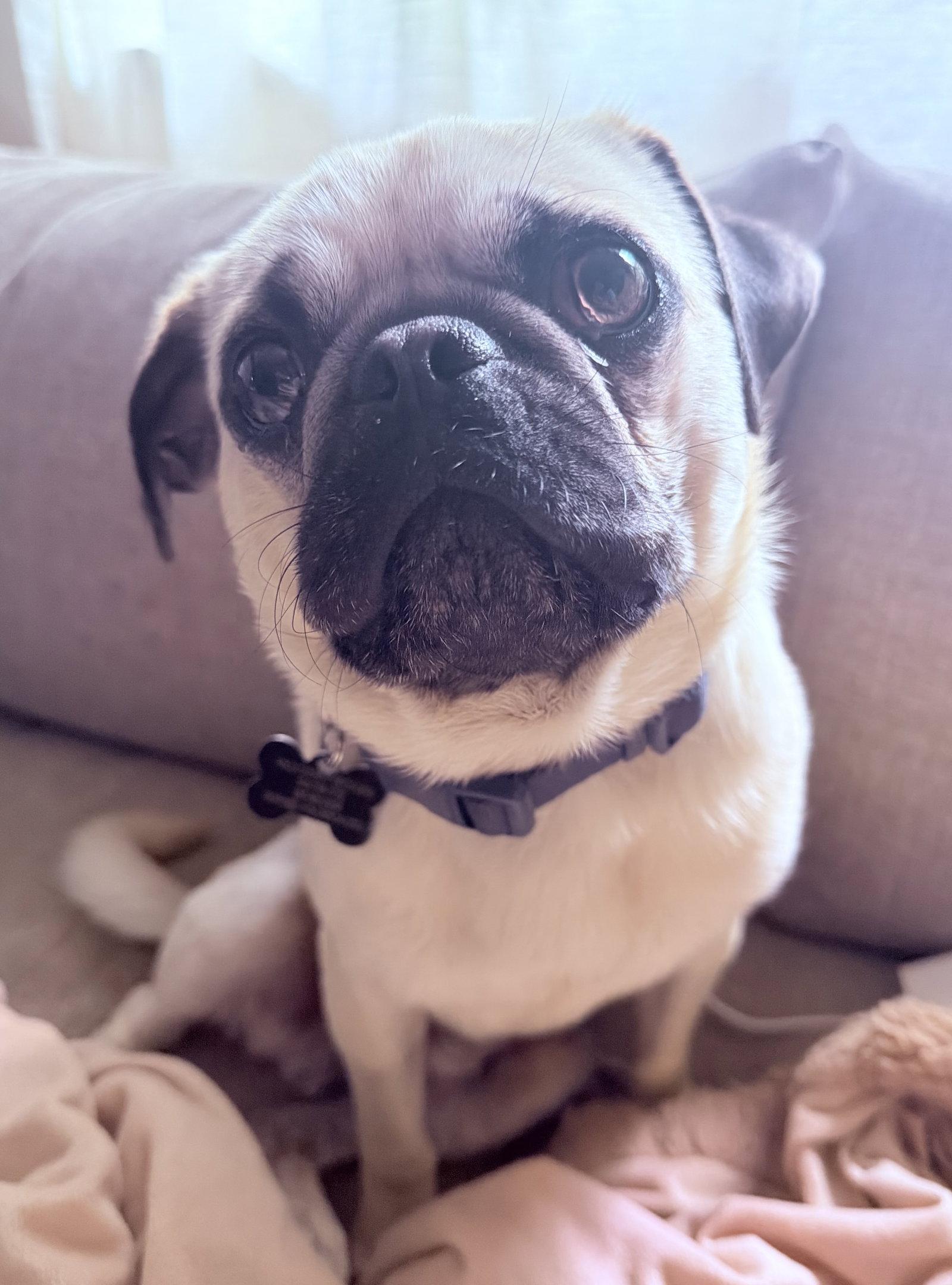 Enlarge Pugsley, a Adopted Pug in Davis, CA image 3/3