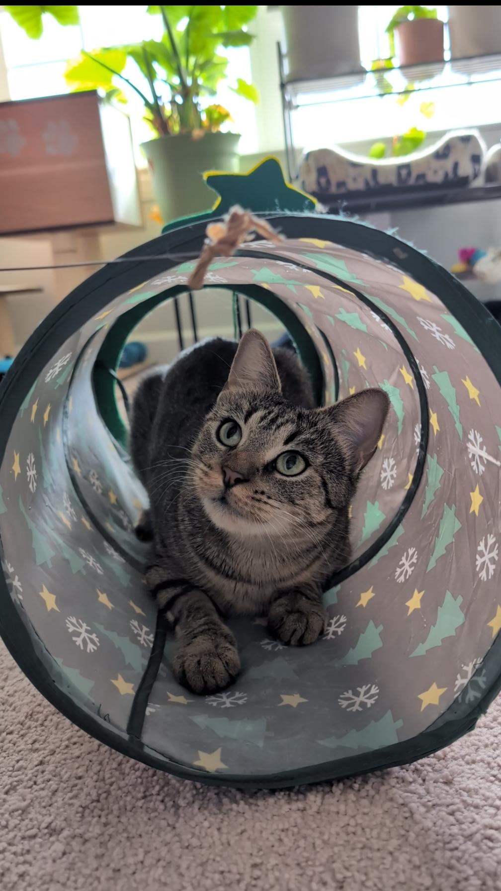 Gigi, ADOPTABLE, Adult Female Domestic Short Hair.