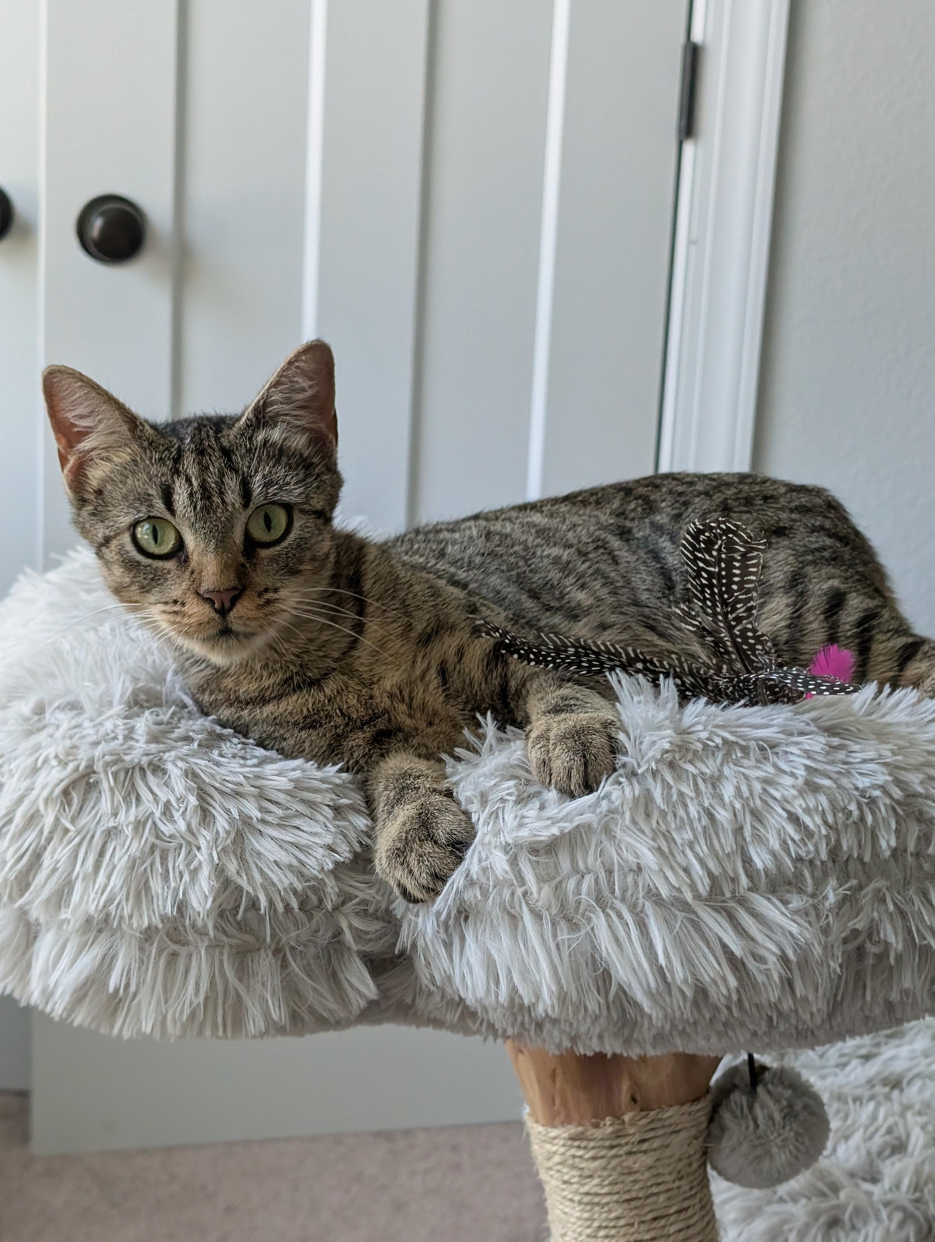 Enlarge Gigi, a ADOPTABLE Domestic Short Hair in Norfolk, VA image 2/5