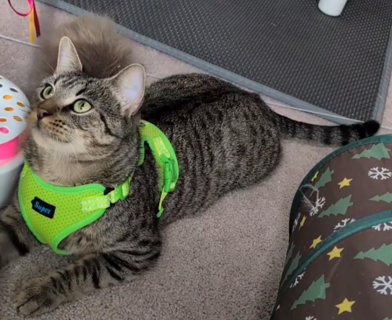 Enlarge Gigi, a ADOPTABLE Domestic Short Hair in Norfolk, VA image 3/5