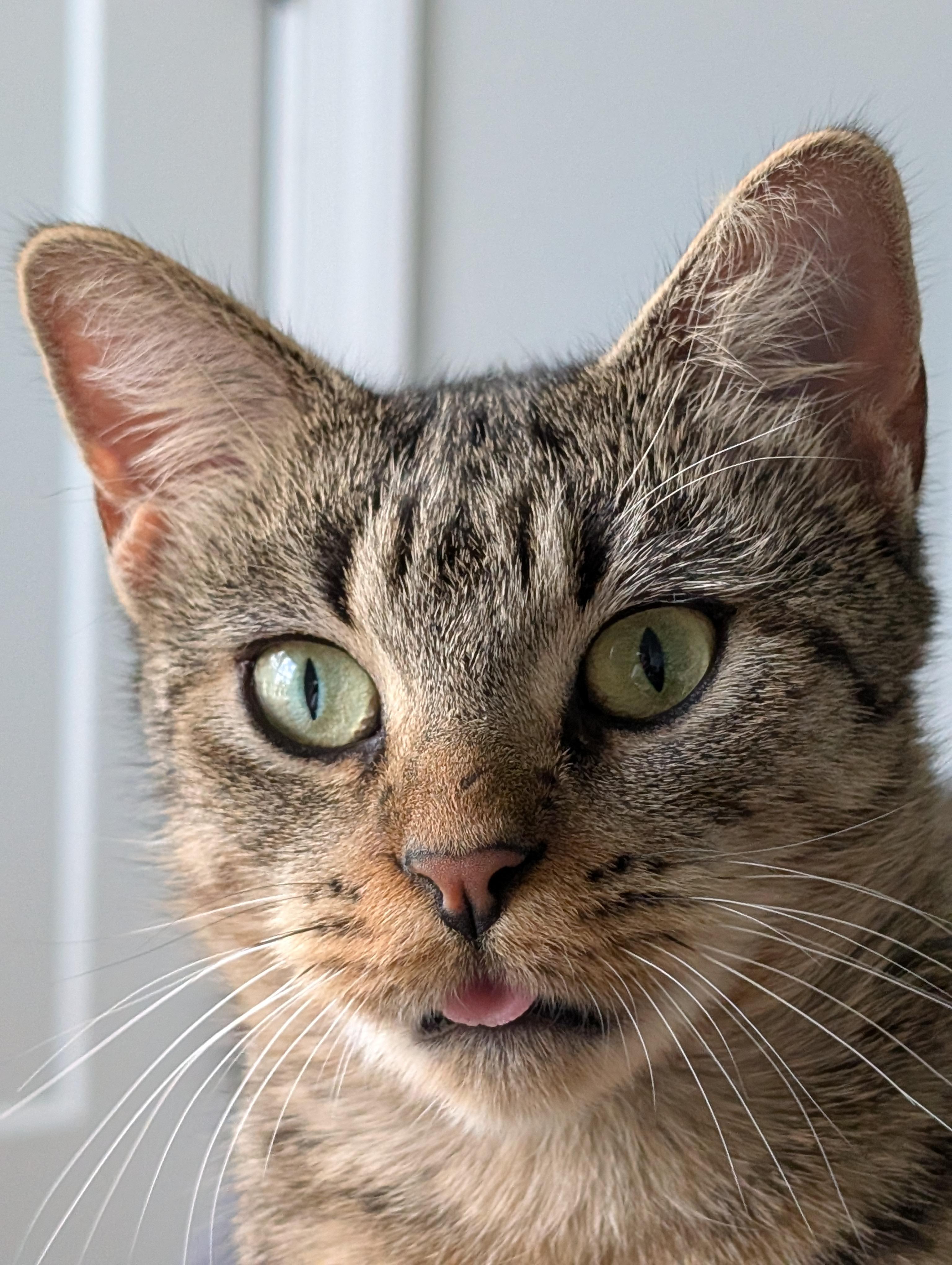 Enlarge Gigi, a ADOPTABLE Domestic Short Hair in Norfolk, VA image 4/5