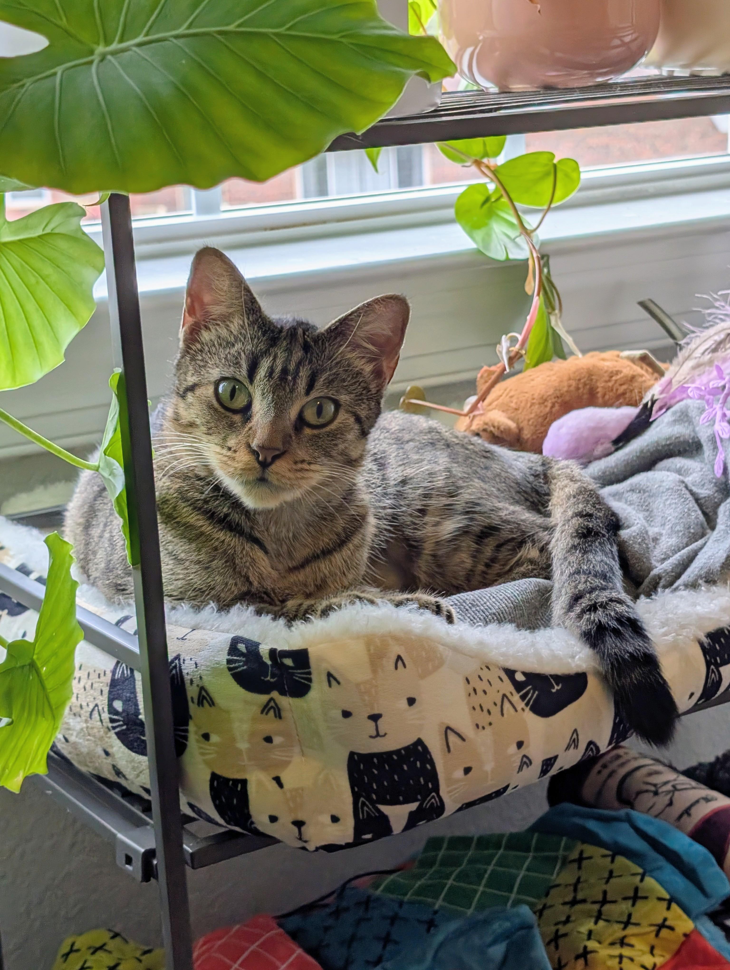 Enlarge Gigi, a ADOPTABLE Domestic Short Hair in Norfolk, VA image 5/5