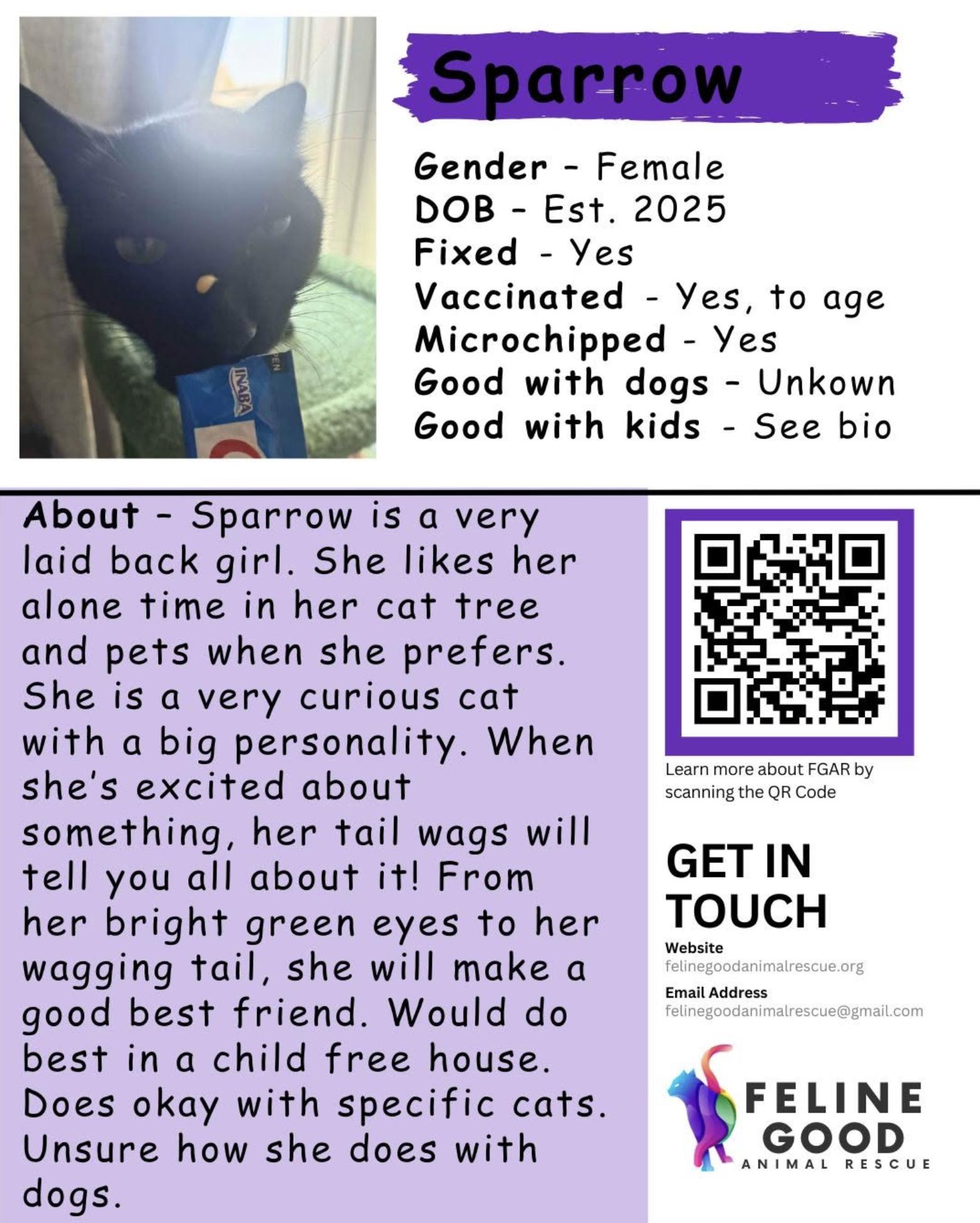 Enlarge Sparrow, a ADOPTABLE Domestic Short Hair in Eugene, OR image 5/5