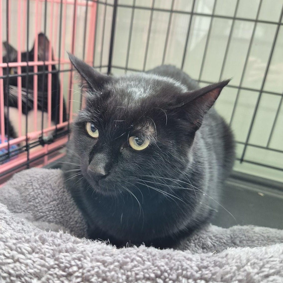 Enlarge Sparrow, a ADOPTABLE Domestic Short Hair in Eugene, OR image 2/5