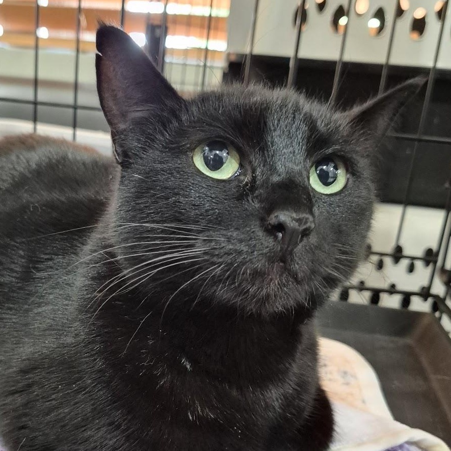 Sparrow, ADOPTABLE, Adult Female Domestic Short Hair.