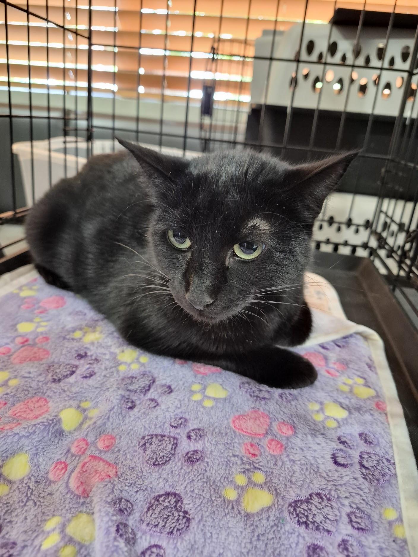 Enlarge Sparrow, a ADOPTABLE Domestic Short Hair in Eugene, OR image 3/5