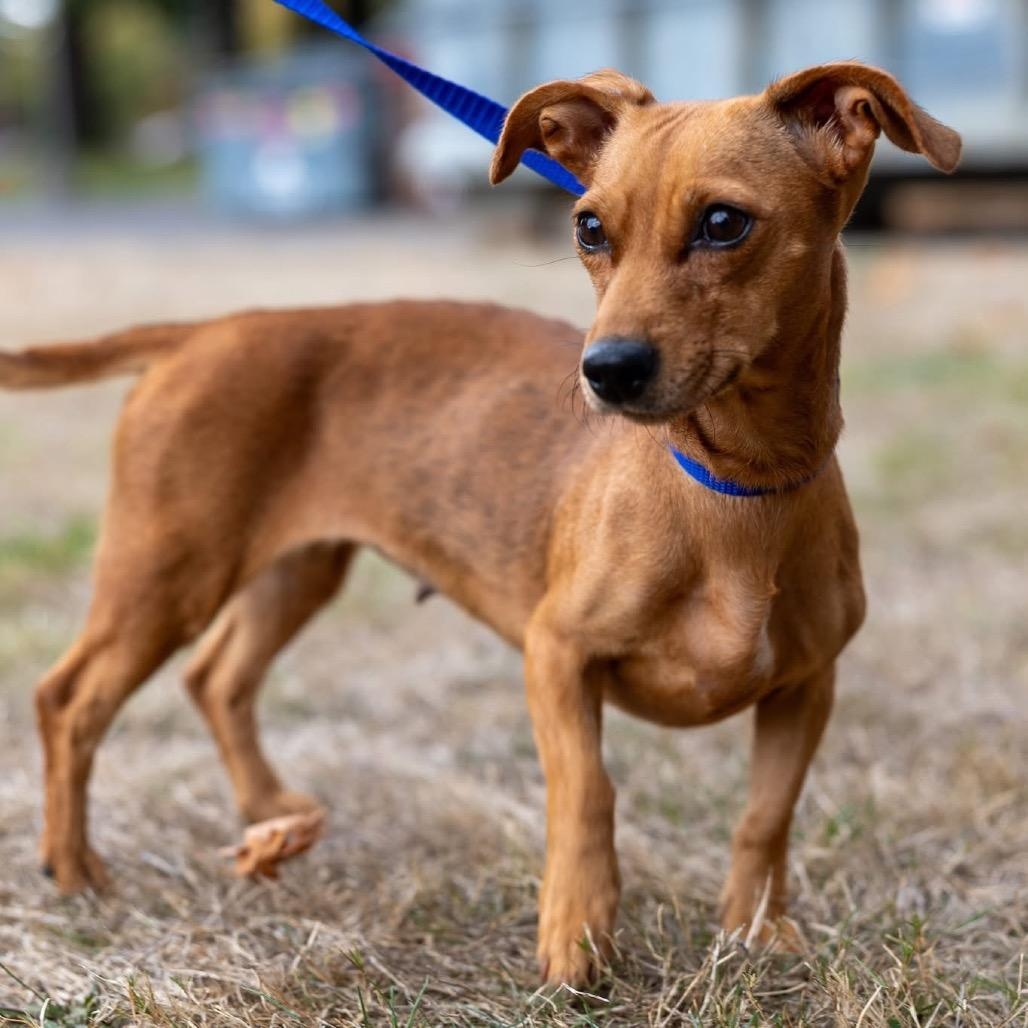Penny - Local November 6-8, Adoptable, Adult Female Dachshund & Chihuahua.
