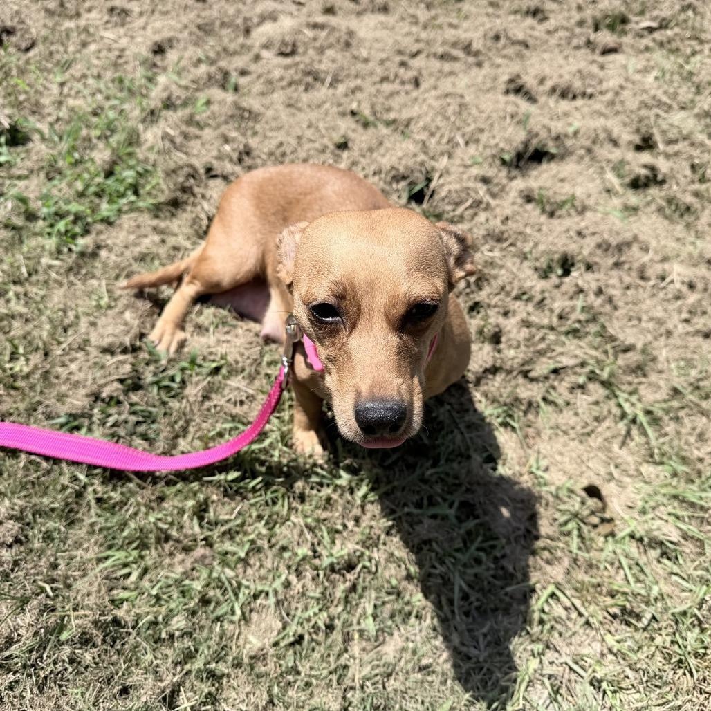 Enlarge Penny - Local November 6-8, a Adoptable mixed breed in Johnston, RI image 3/6
