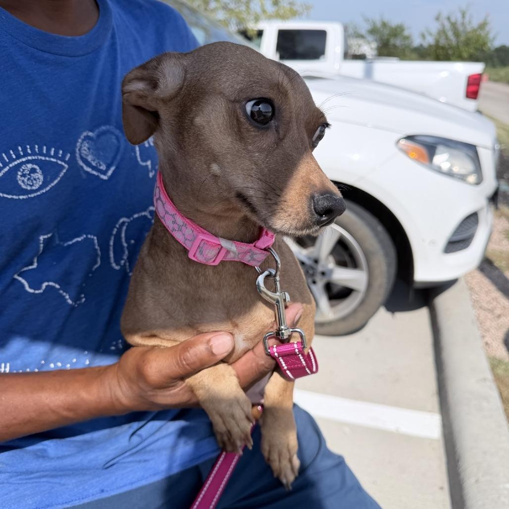 Enlarge Penny - Local November 6-8, a Adoptable mixed breed in Johnston, RI image 4/6