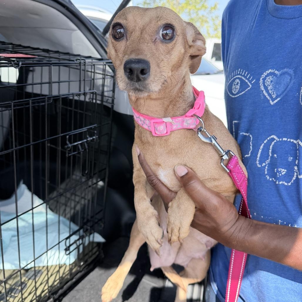 Enlarge Penny - Local November 6-8, a Adoptable mixed breed in Johnston, RI image 2/6