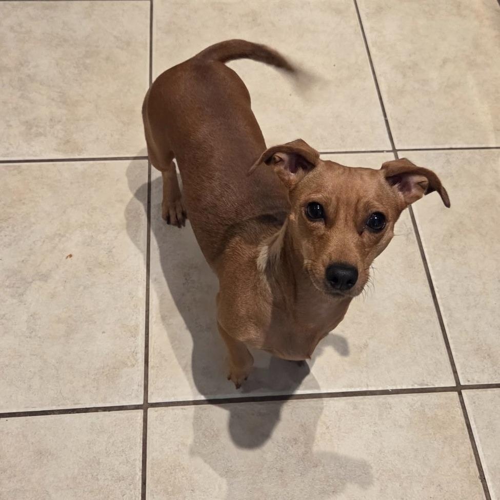 Enlarge Penny - Local November 6-8, a Adoptable mixed breed in Johnston, RI image 6/6