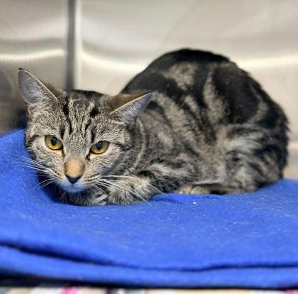 Vivian, a Adoptable mixed breed in Fort Worth, TX image 3/3