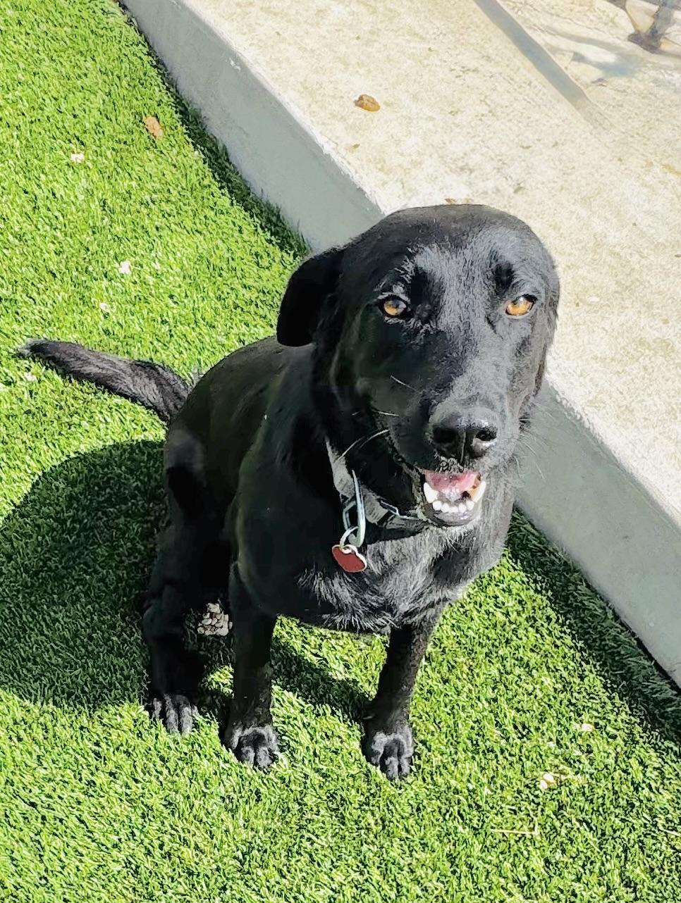 Honey, Adult Female Black Labrador Retriever
