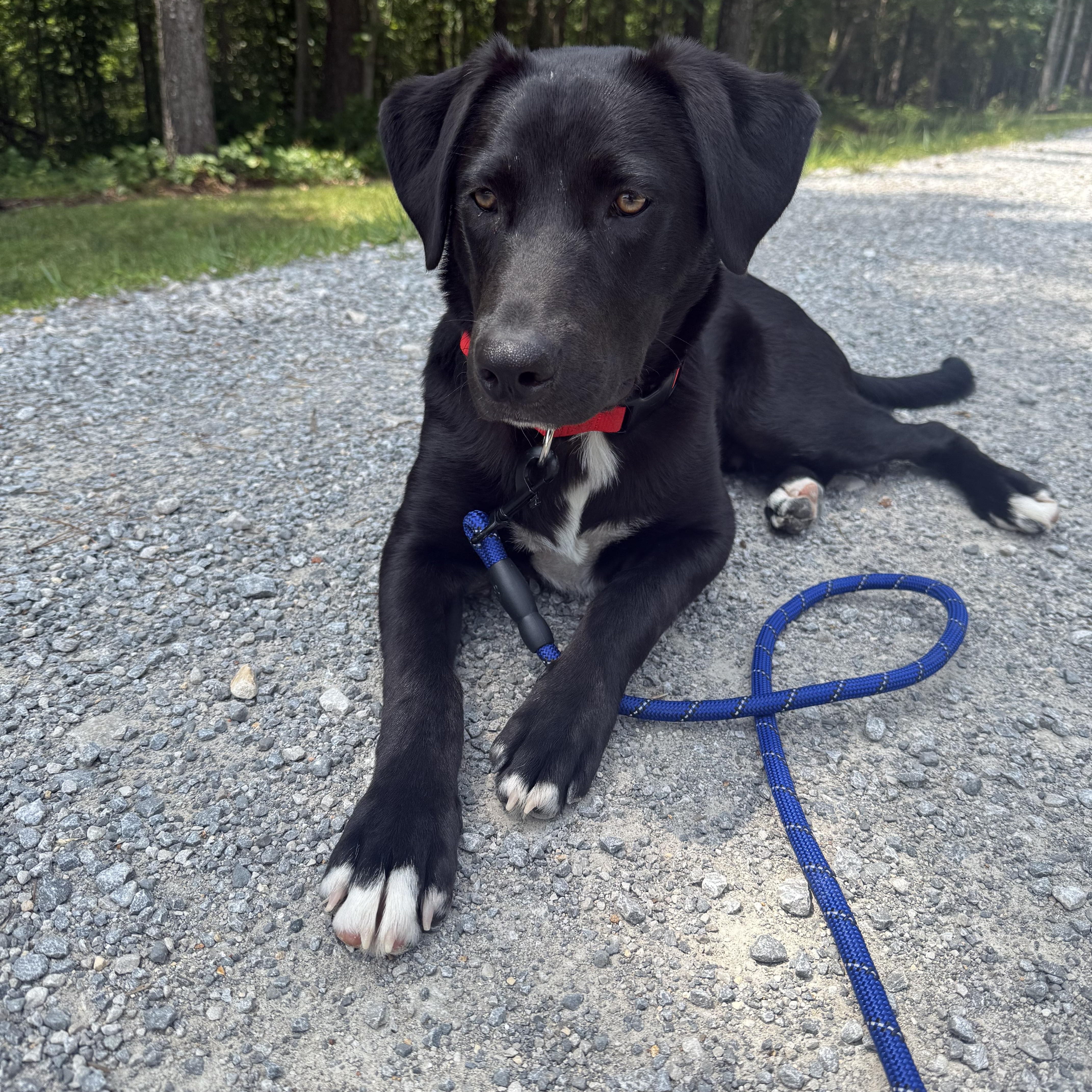 Cosmo, Young Male Black Labrador Retriever