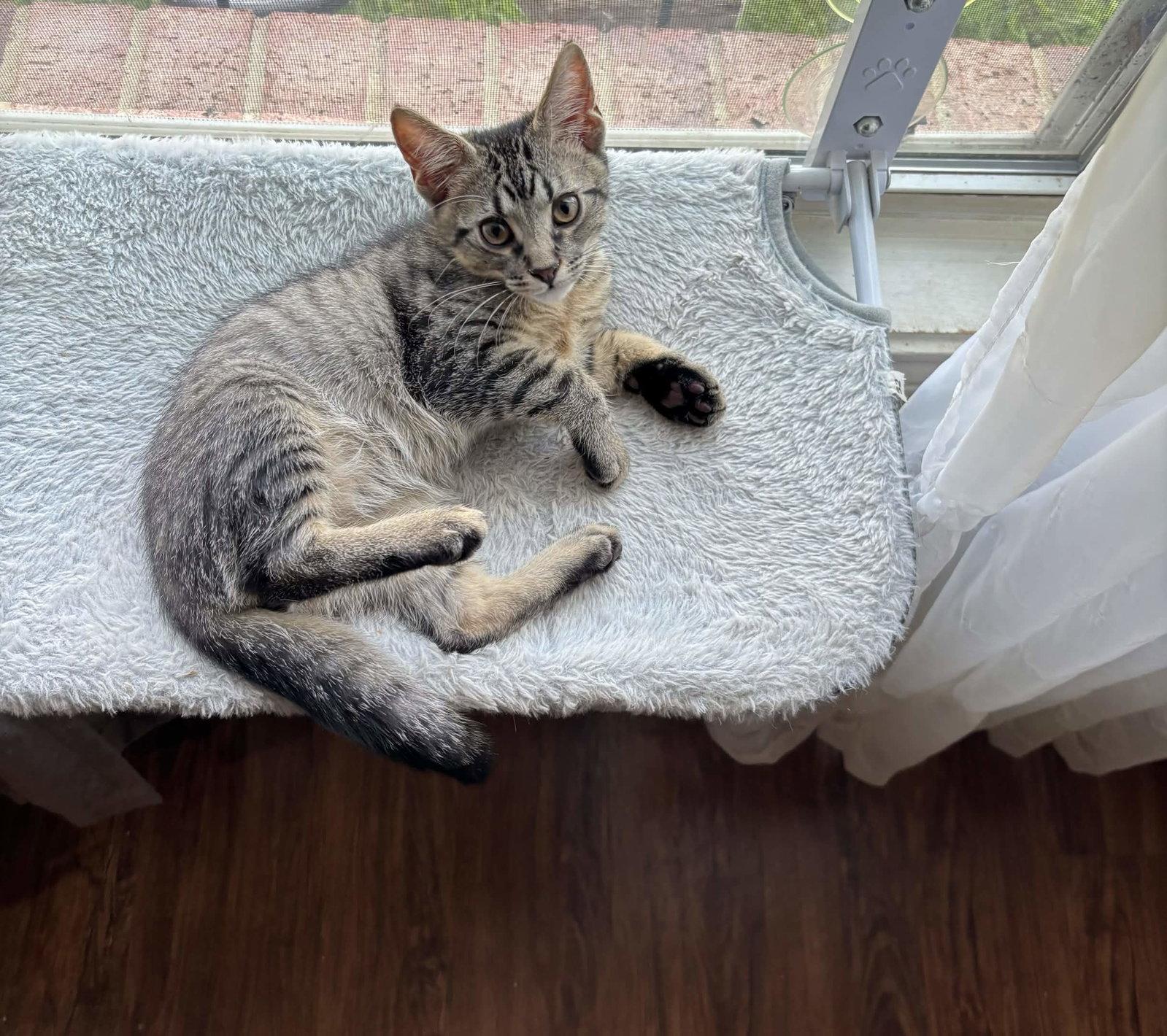 Nick, Adoptable, Kitten Male Domestic Short Hair.