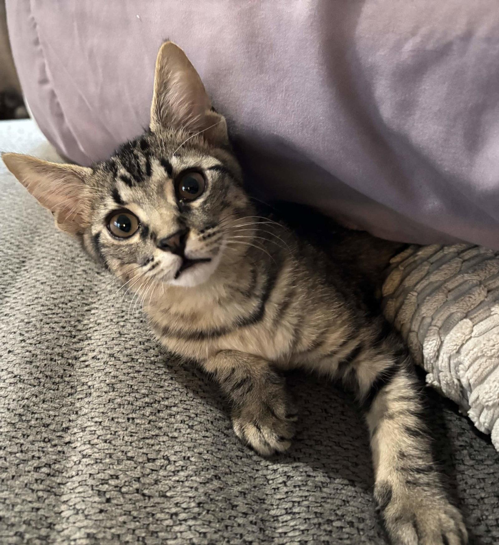 Enlarge Nick, a Adoptable Domestic Short Hair in Fort Worth, TX image 2/3