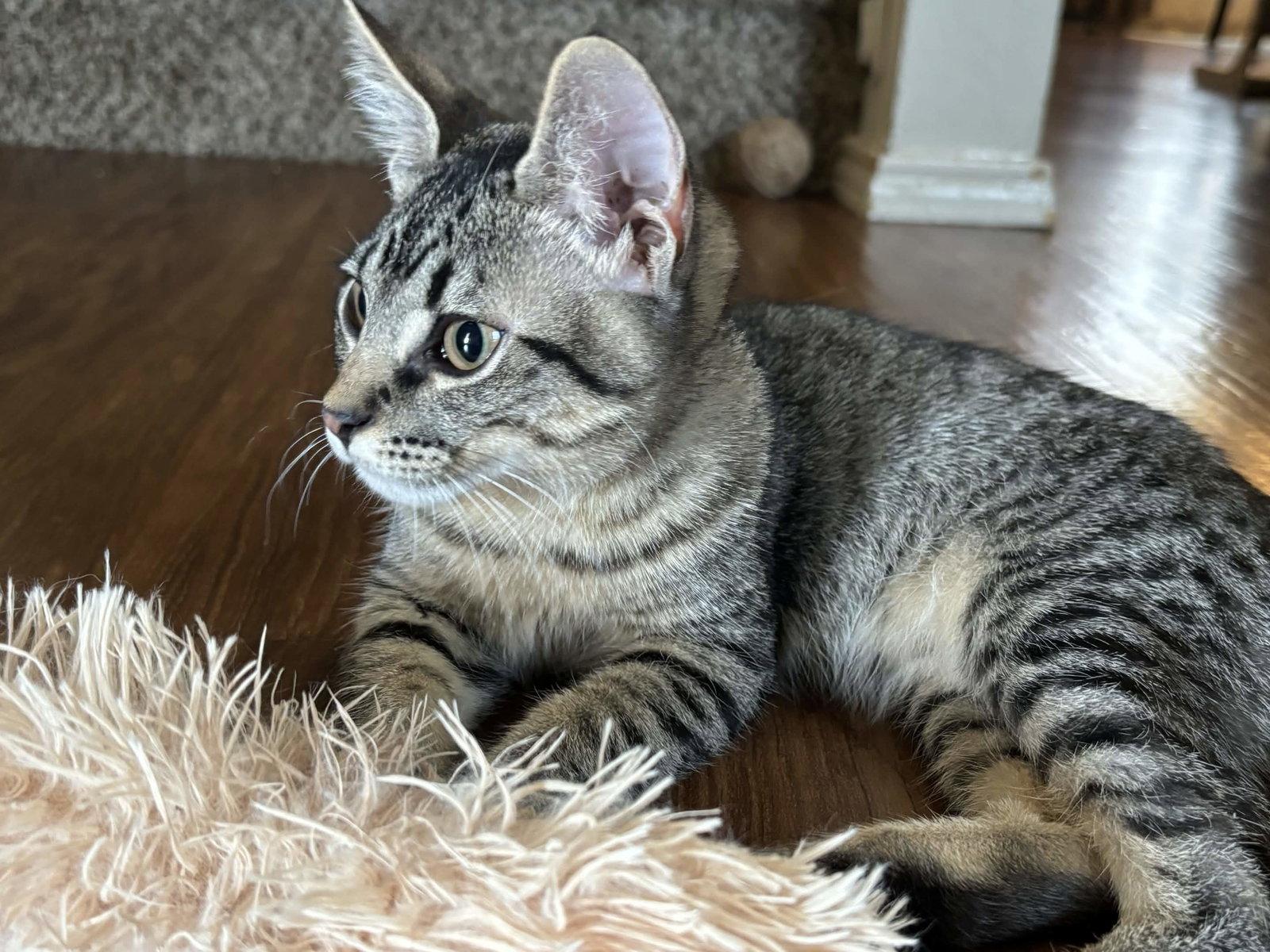 Nick, a Adoptable Domestic Short Hair in Fort Worth, TX image 1/3