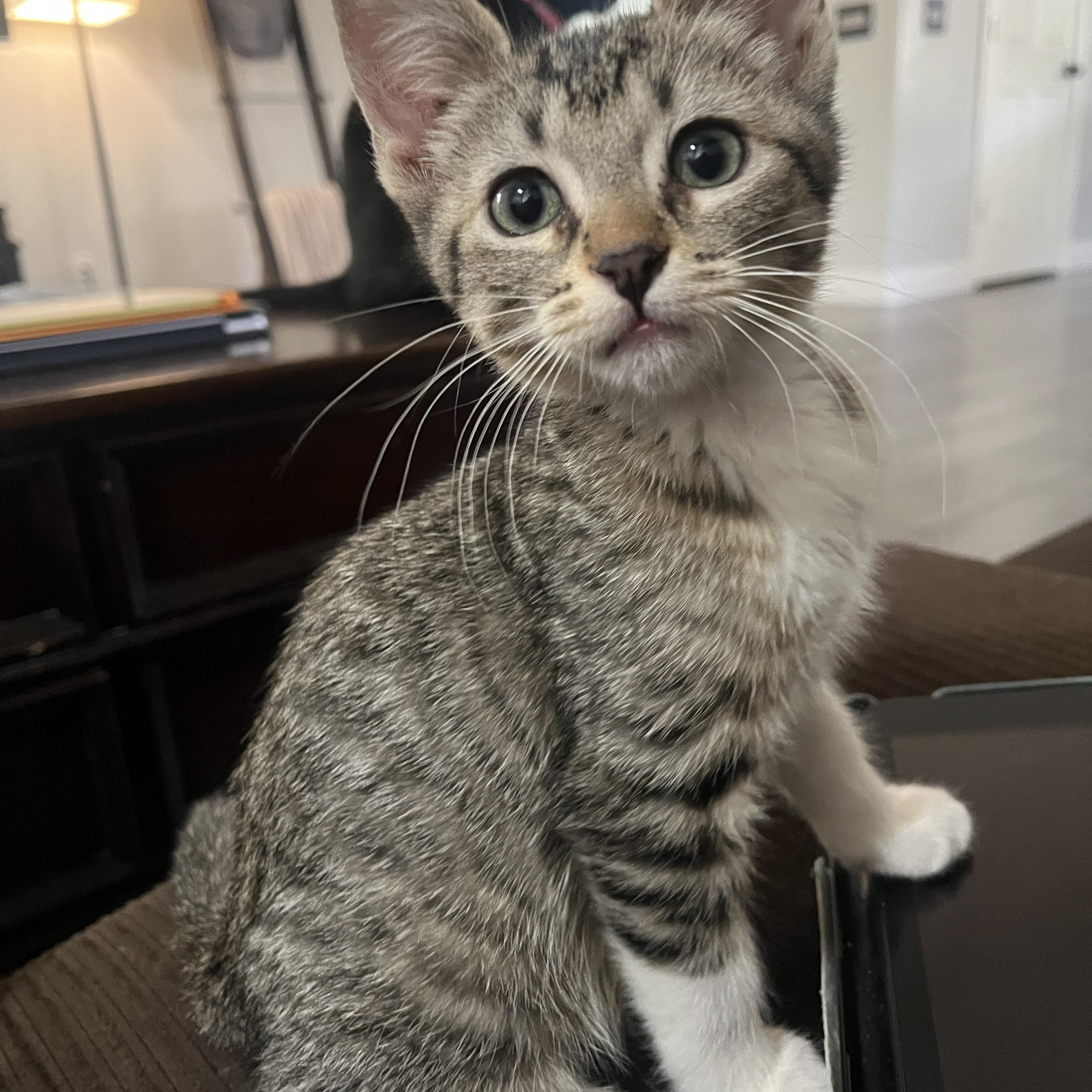 Simon, ADOPTABLE, Kitten Male Tabby.