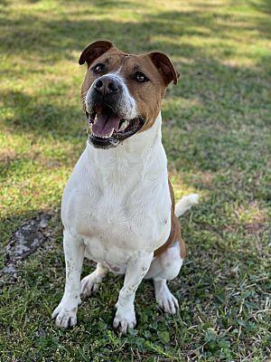 Enlarge Addie (Adeline), a Adoptable mixed breed in Brookshire, TX image 1/6