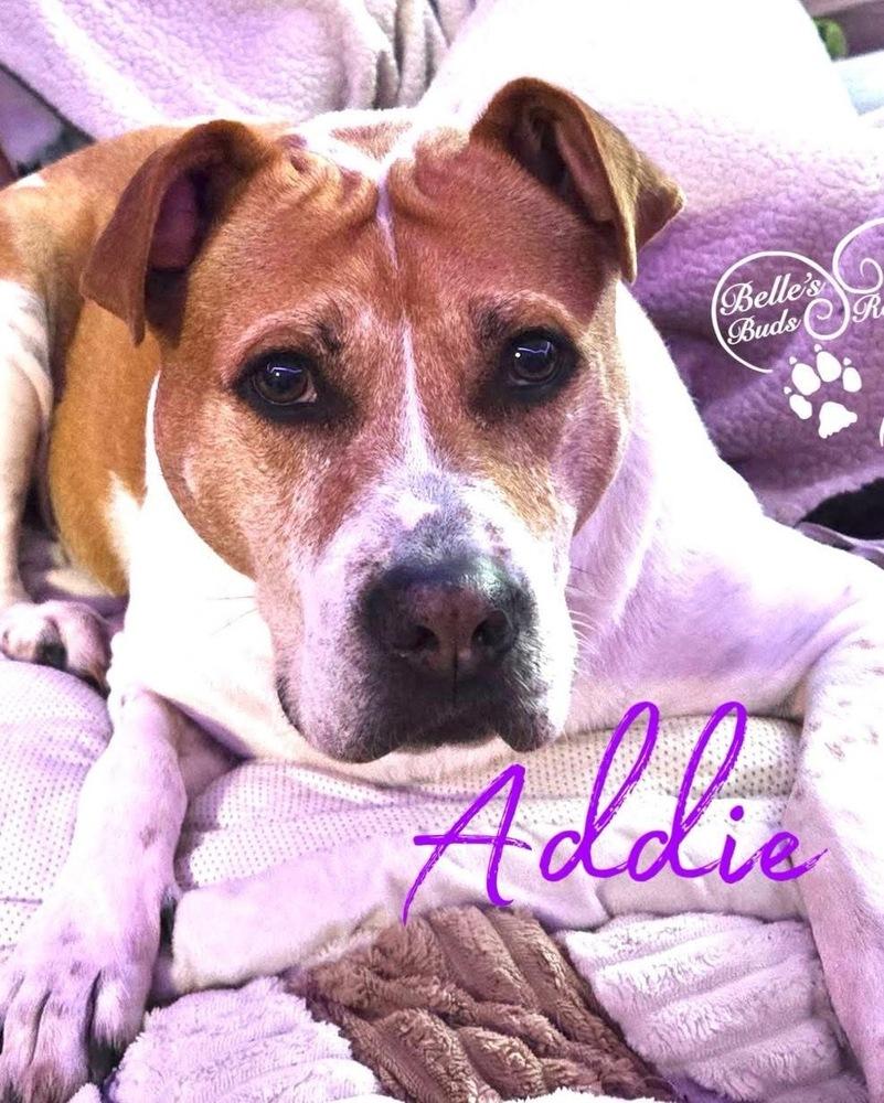 Enlarge Addie (Adeline), a Adoptable mixed breed in Brookshire, TX image 2/6
