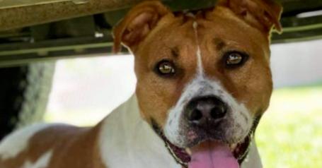 Enlarge Addie (Adeline), a Adoptable mixed breed in Brookshire, TX image 3/6