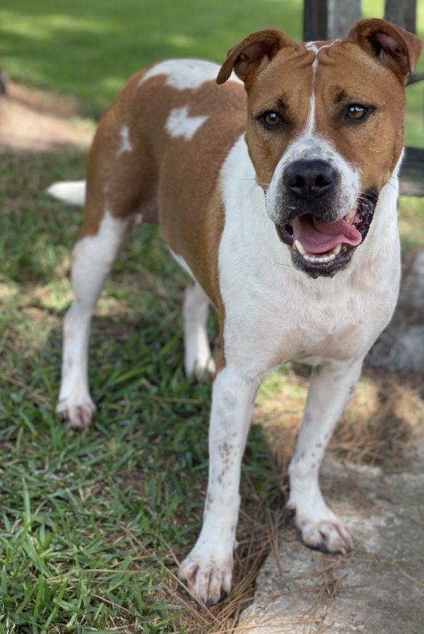 Enlarge Addie (Adeline), a Adoptable mixed breed in Brookshire, TX image 4/6