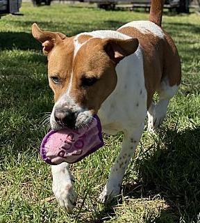 Enlarge Addie (Adeline), a Adoptable mixed breed in Brookshire, TX image 6/6