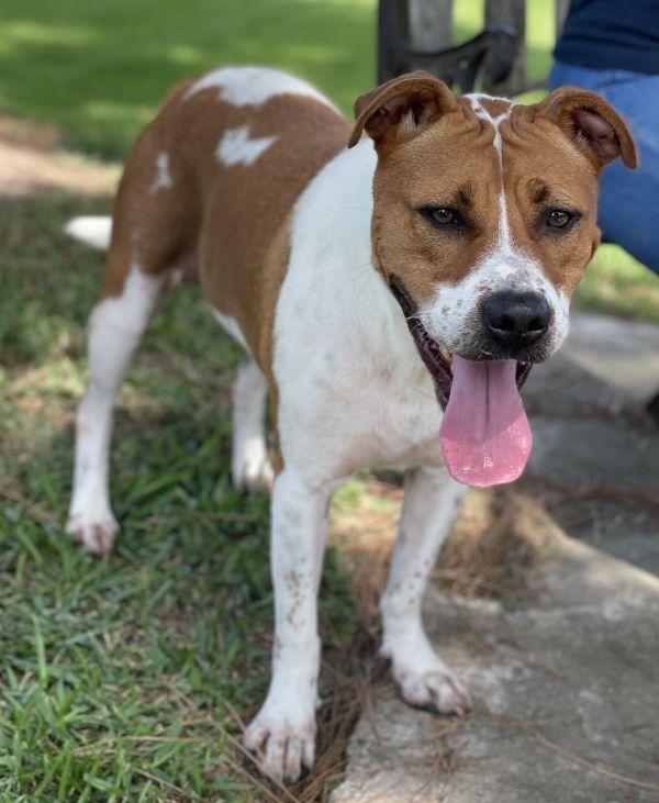 Enlarge Addie (Adeline), a Adoptable mixed breed in Brookshire, TX image 1/1