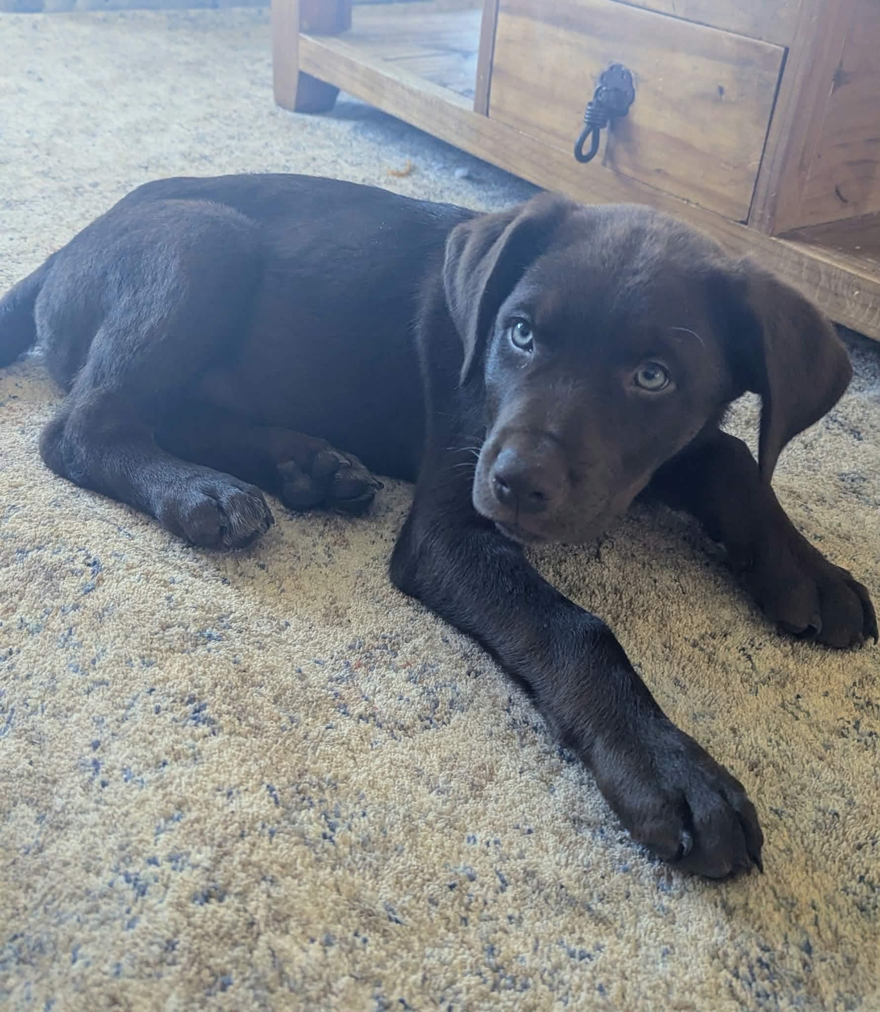 Enlarge Ferb, a Adoptable mixed breed in Winnipeg, MB image 4/4