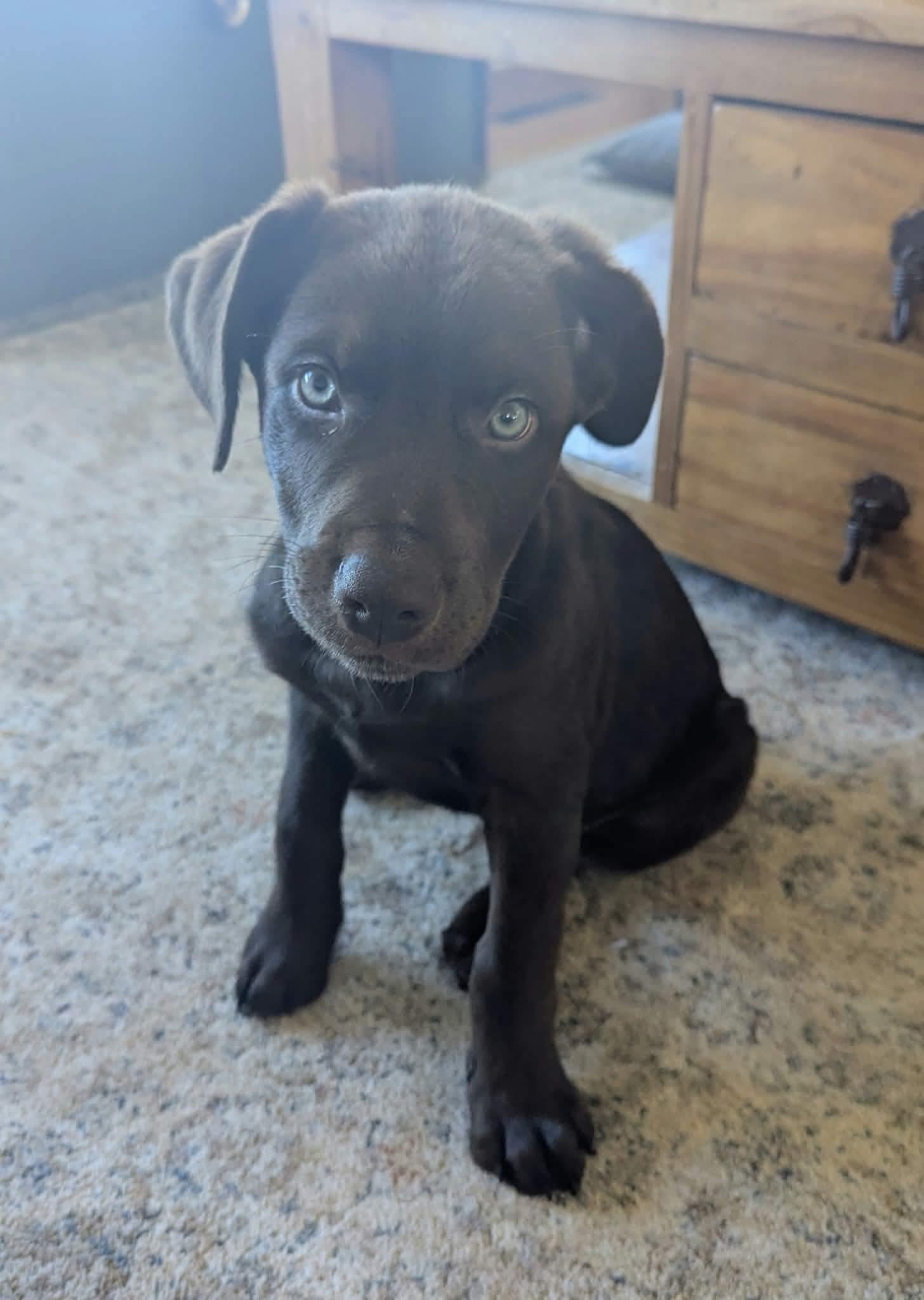 Enlarge Ferb, a Adoptable mixed breed in Winnipeg, MB image 1/4
