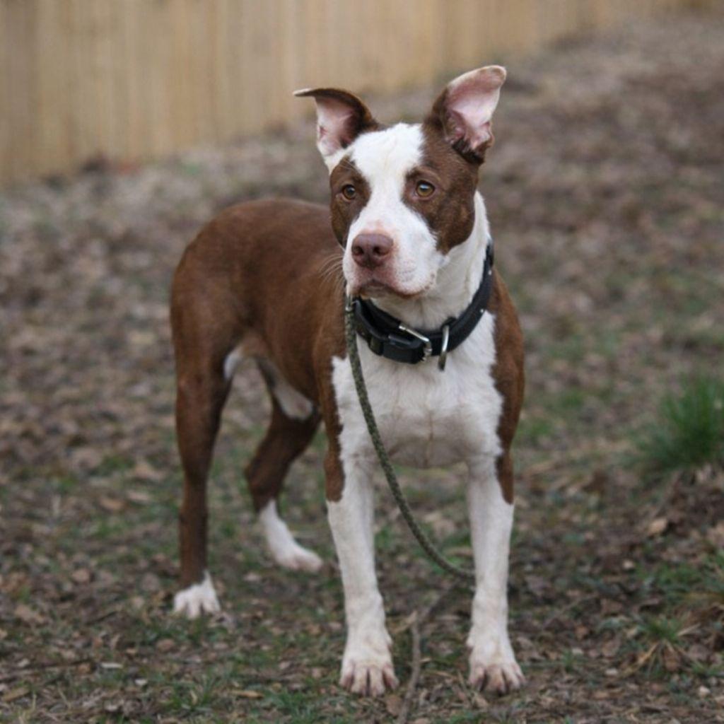 Brayden — thumbnail 4